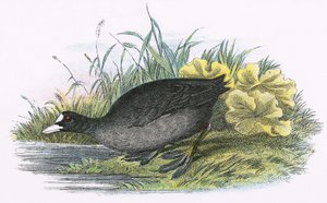 Ortak Coot
