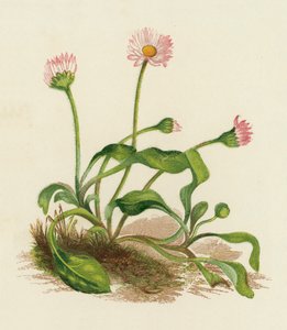 Yaygın Papatya, Bellis Perennis (renkli lito) by English School