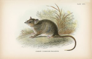 Ortak Fındık Faresi-Falanger by English School