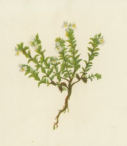 Yaygın Eyebright, Euphrasia Officinalis (renkli lito) by English School