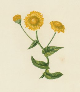 Bayağı Pire Otu, Pulicaria Dysenterica (renkli lito) by English School