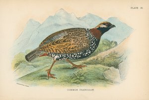 Ortak Francolin by English School