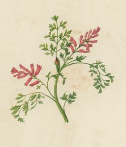 Adi Fumitory, Fumaria Officinalis (renkli lito) by English School