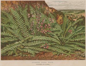 Ortak Sert Eğreltiotu by English School