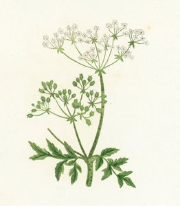 Ortak Hemlock, Conium Maculatum by English School