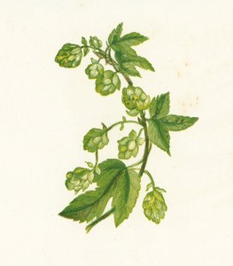 Ortak Hop, Humulus Lupulus by English School
