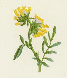 Adi Fiğ, Anthyllis Vulneraria (renkli litho) by English School