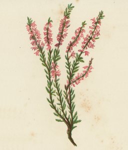 Ortak Ling veya Heath, Calluna Vulgaris (renkli lito) by English School