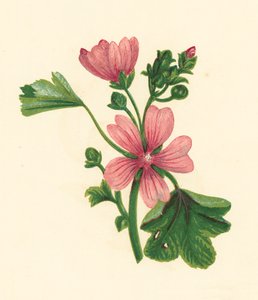 Bayağı Ebegümeci, Malva Sylvestris (renkli lito) by English School