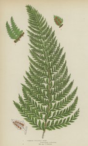 Dikenli Eğreltiotu (renkli lito) by English School