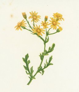 Adi Yengeç, Senecio Jacobaea by English School