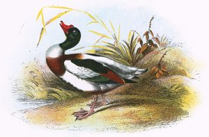 Ortak Ördek by English School