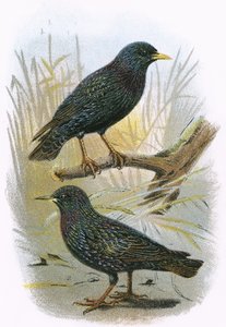 Common Starling (top) and Intermediate Starling (bottom)