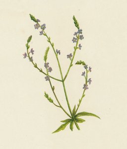 Ortak Mine Çiçeği, Verbena Officinalis (renkli litho) by English School