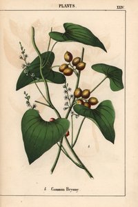 Altın çilek ile ortak bryony. Bryonia alba   , "Öğretici Resimli Kitap veya Sebze Dünyasından Dersler"den [Charlotte Mary Yonge], Edinburgh by English School