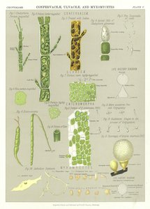 Confervaceae, Ulvaceae ve Myxomycetes by English School