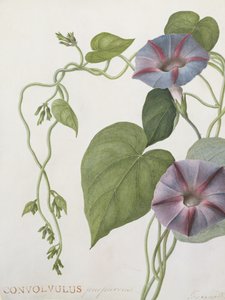 Convolvulus Purpurus (parşömen üzerinde wc)