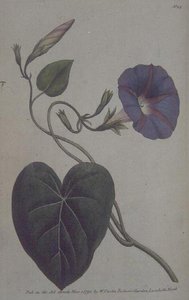 Convolvulus major veya Purple Bind Weed (Convolvulus purpureus), William Curtis