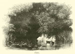 Coot