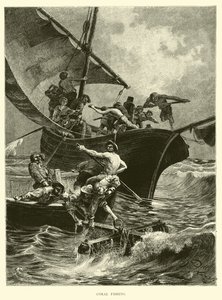 mercan balıkçılığı by English School