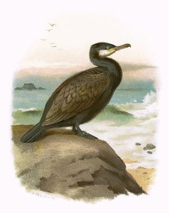 Karabatak