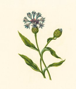Mısır Mavisi-Şişe, Centaurea Cyanus (renkli lito) by English School