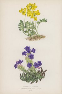 Koronilla Minimumu; Lithospermum Prostratum (renkli lito) by English School