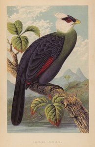 Corythaix Leucolopha (litho) by English School