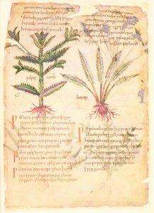 Cotton Vitellius C.III fol.30 Orijinali Apuleius