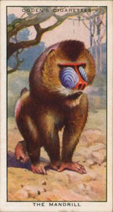 Kur Renkleri, Hayvanlar, Mandrill (renkli taş baskı) by English School
