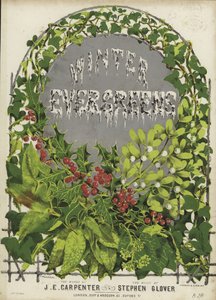 Winter Evergreens
