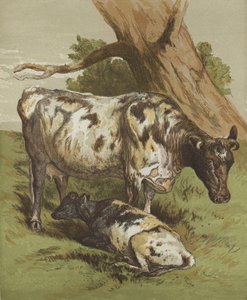 İnek ve buzağı (renkli lito) by English School