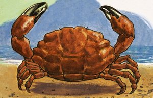 Yengeç by English School