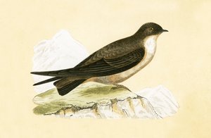 Crag Swallow, Charles Robert Bree (1811-86) tarafından 