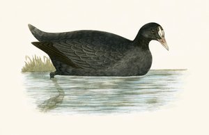 Crested Coot, Charles Robert Bree (1811-86) tarafından 