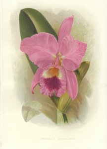 Kızıl Cattleya by English School