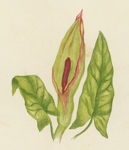 Cuckoo Pint, Arum Maculatum (renkli lito) by English School