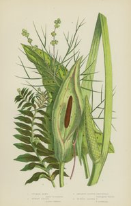 Cuckoo Pint, Sweet Sedge, Opposite Leaved Pondweed, Fennel Leaved Pondweed (renkli lito) by English School