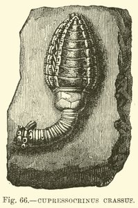 Cypressocrinus by English School
