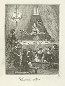 meraklı kuş by English School