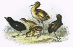 Curlew, Kara Demiryolu, Keklik ve Moor Hen (saat yönünde)