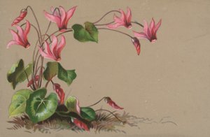 siklamen by English School