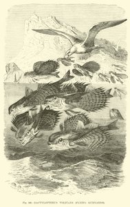Dactylopterus Volitans, Uçan Gurnards by English School