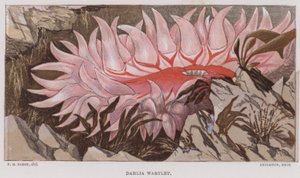 Dahlia Wartlet (renkli lito) by English School
