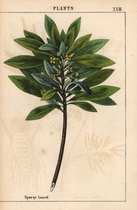 Daphne laureola veya Spurge-defne   , "Öğretici Resimli Kitap veya Sebze Dünyasından Dersler"den [Charlotte Mary Yonge], Edinburgh by English School