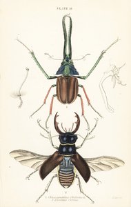Darwin'in böceği, Grant'in geyik böceği veya Şili geyik böceği, Chiasognathus grantii 1 ve Avrupa geyik böceği, Lucanus cervus 2 by English School