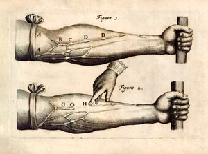 De Motu Cordi, William Harvey (1578-1657) tarafından ilk kez 1628