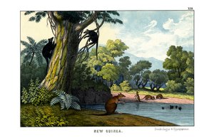 Dendrolagus ve Hypsiprymnus by English School