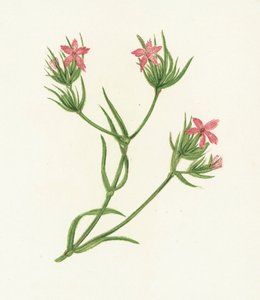 Deptford Pembe, Dianthus Armeria by English School