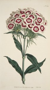 Dianthus Barbatus Sakallı Pembe, pub. 1792 el renkli gravür. by English School